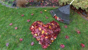 Autumn Lawn Treatments